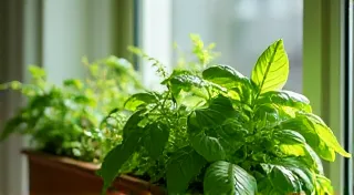 Beginner's Guide to Culinary Herbs in Window Boxes: Aromatic Delights for Small Spaces