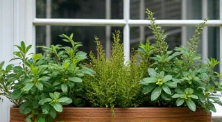 Creative Window Box Garden Design Ideas for Herbs
