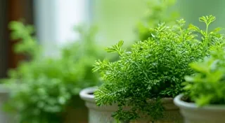 Top 5 Easiest Herbs to Grow in Window Boxes