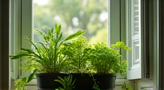 Growing Herbs Indoors in Window Boxes: A Guide
