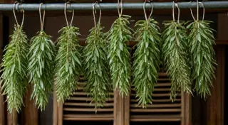 Drying and Preserving Your Harvested Herbs from Window Boxes