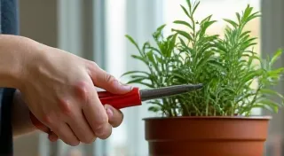 Pruning Culinary Herbs in Window Boxes for Bushier Growth